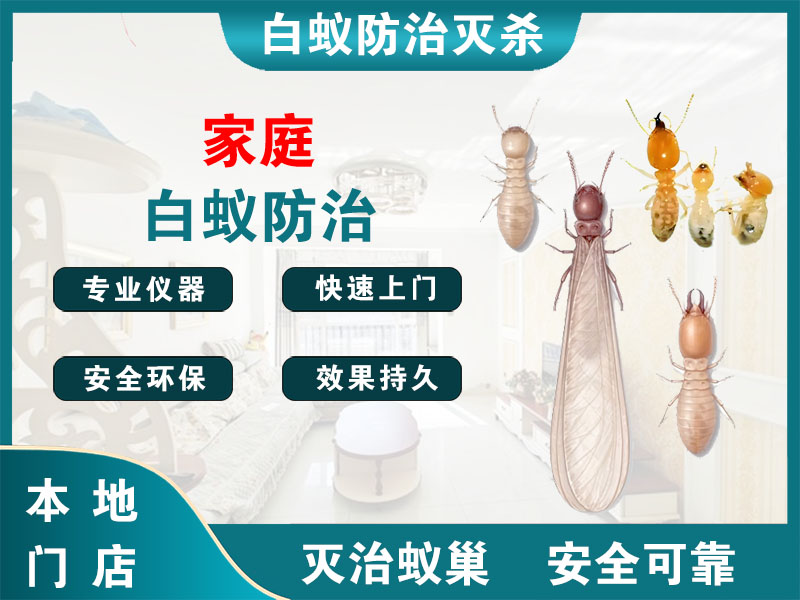 丹阳家庭白蚁防治